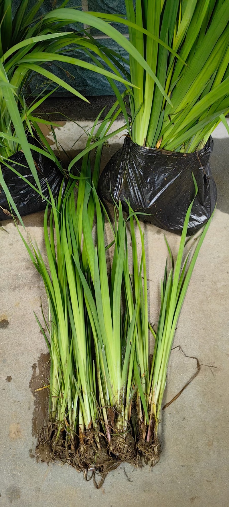 各种黄花鸢尾大量供应基地直发园林绿化工程用苗