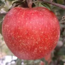 正宗新西兰爱妃苹果今年种明年果亩套一万个种植技术分享