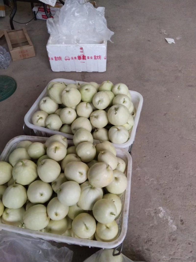 武汉江夏区美浓甜瓜小白瓜大量上市中，欢迎老板选购！