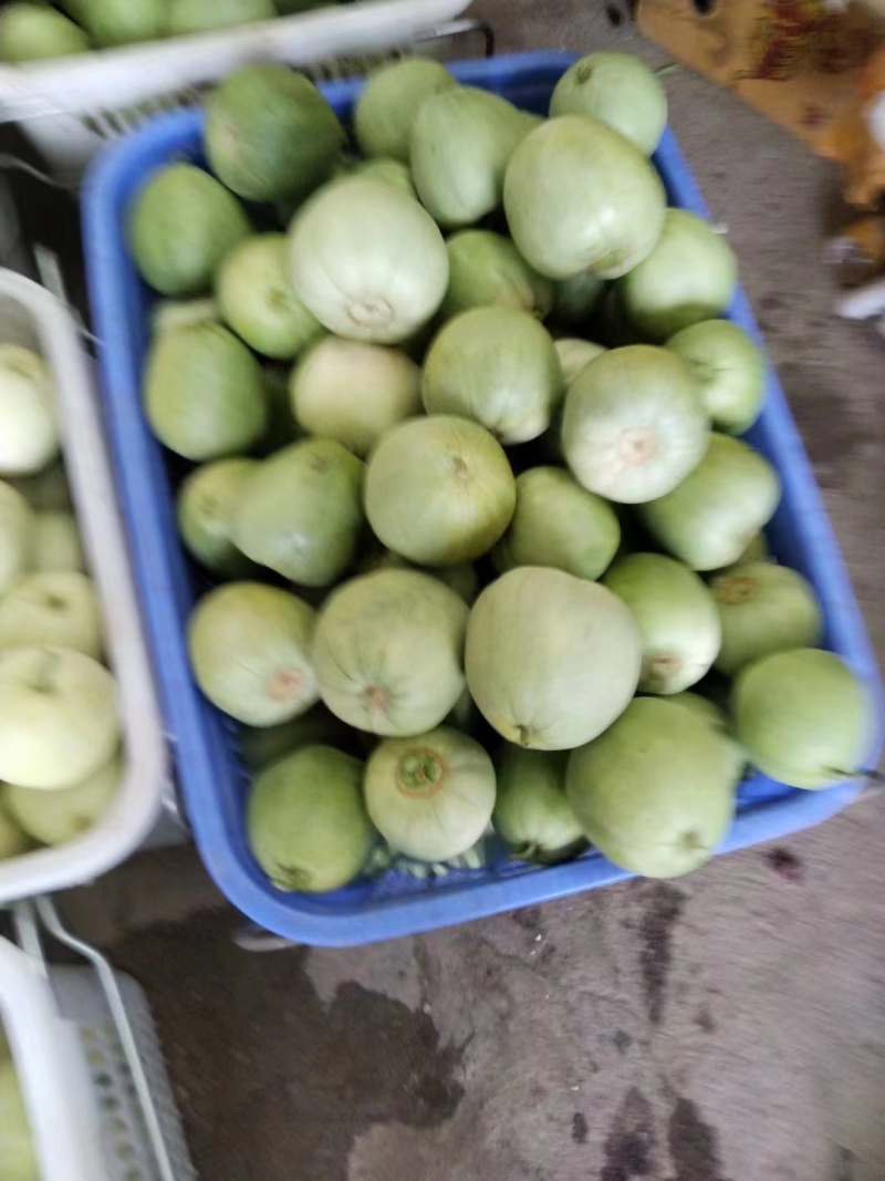 武汉江夏区美浓甜瓜小白瓜大量上市中，欢迎老板选购！