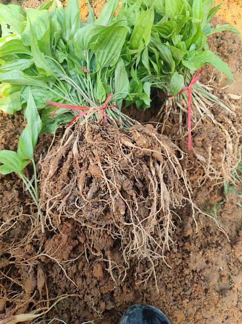 广西百部苗，百部，大叶紫花百部苗，红花百部苗，大量供应