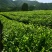 江西修水双井绿高山绿茶毛尖茶