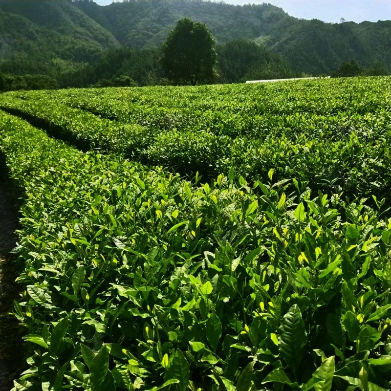 江西修水双井绿高山绿茶毛尖茶