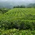 江西修水双井绿高山绿茶毛尖茶