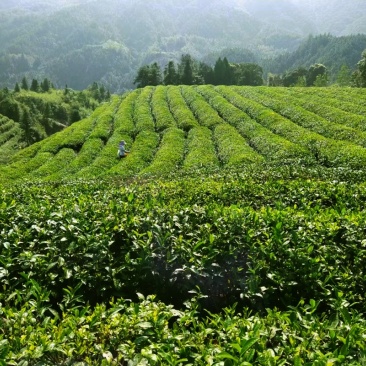 2025江西修水宁红茶预定