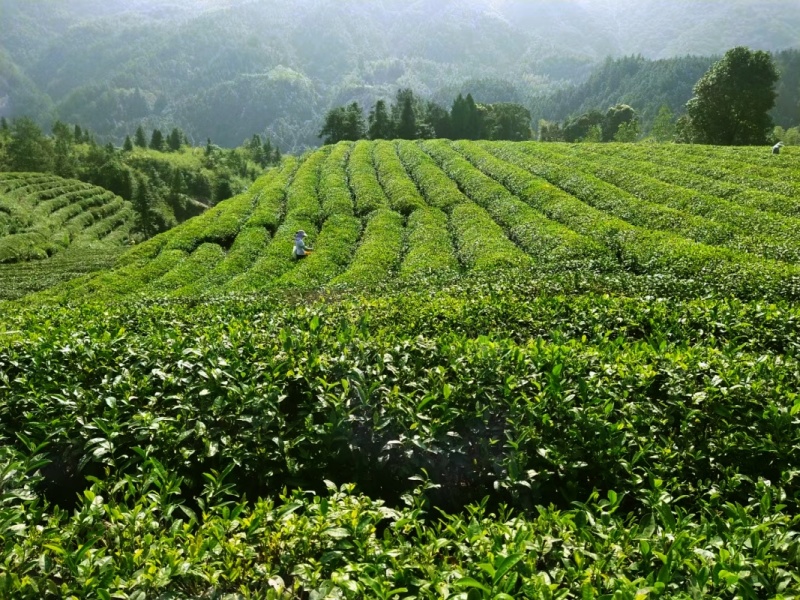 2025江西修水宁红茶预定