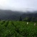 2025江西修水宁红茶预定