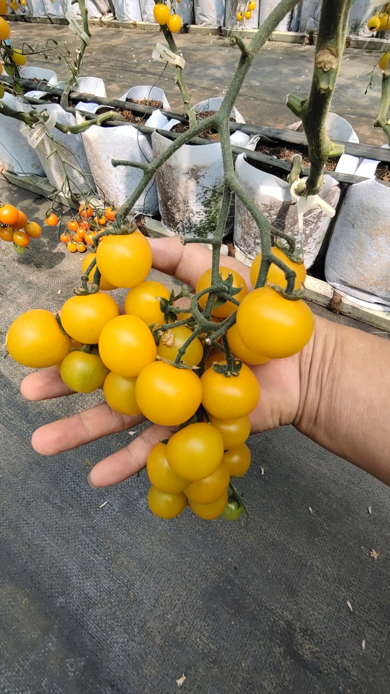 圣女果，金皇后果糖11度