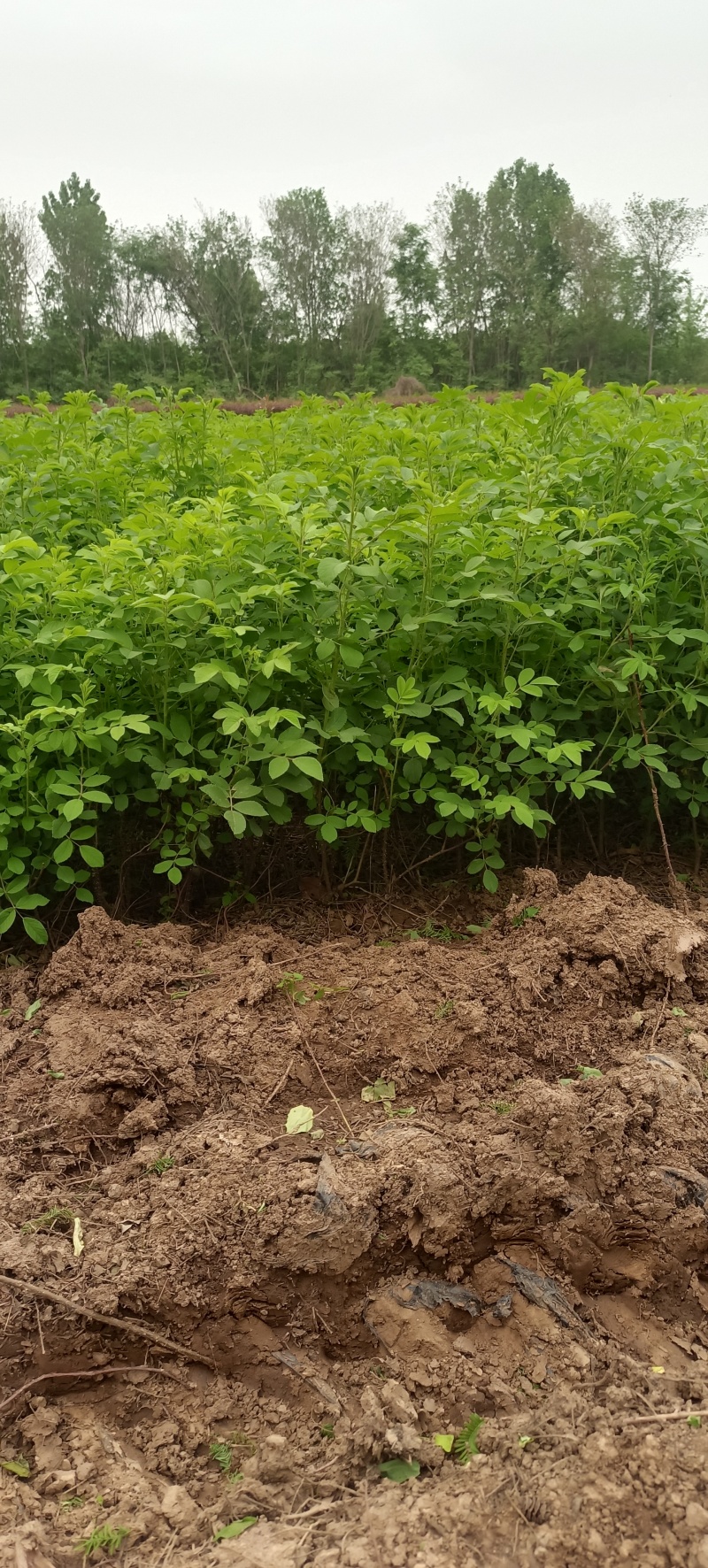 黄刺玫红刺玫营养钵杯苗量大从优基地直供
