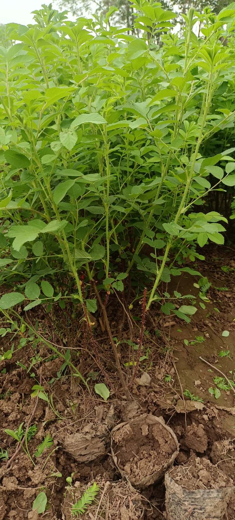 黄刺玫红刺玫营养钵杯苗量大从优基地直供