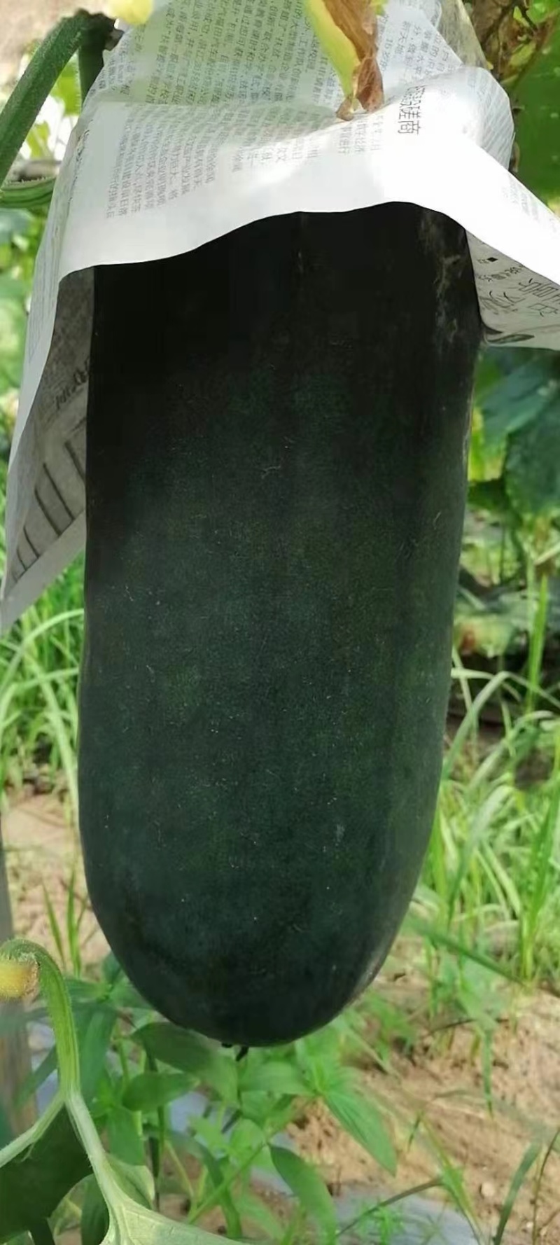 精品冬瓜黑皮冬瓜吊冬瓜产地一手货源全国发货品质保证