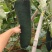 精品冬瓜黑皮冬瓜吊冬瓜产地一手货源全国发货品质保证