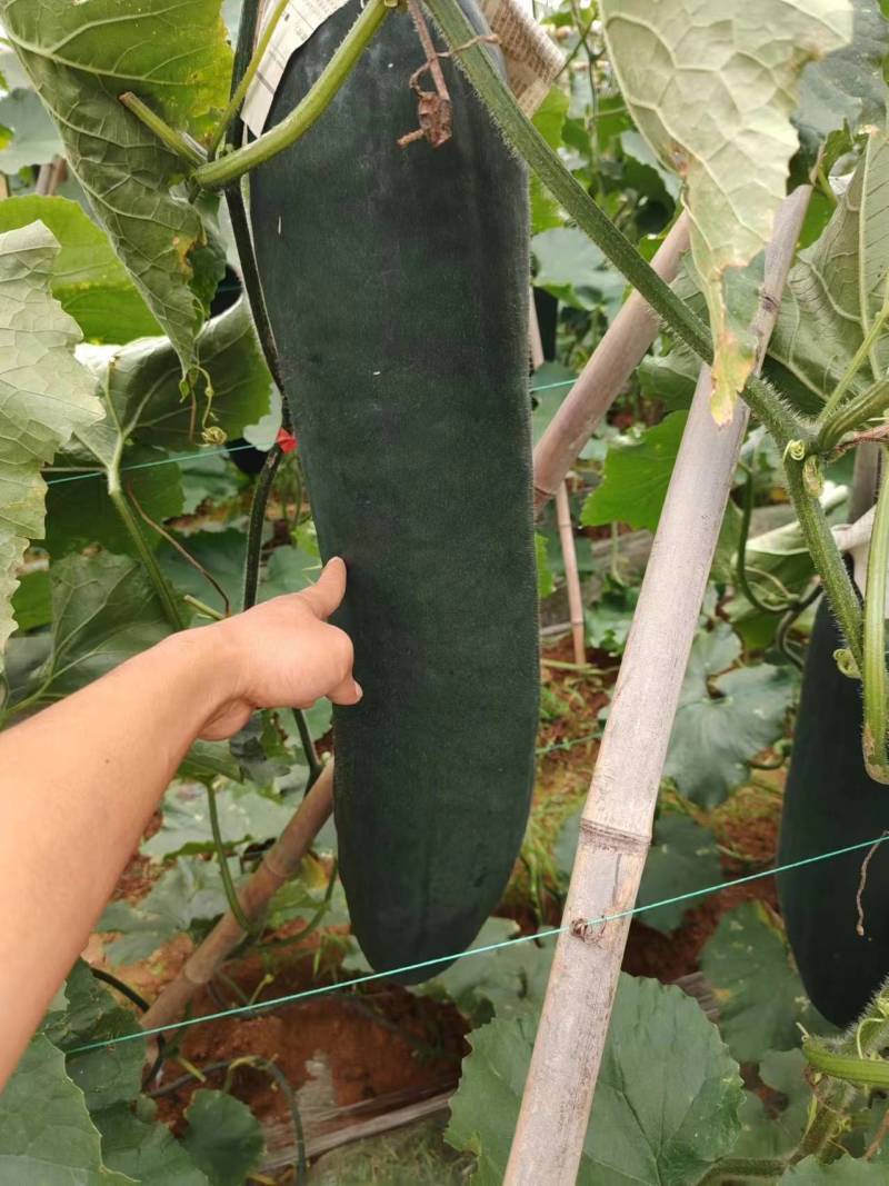 精品冬瓜黑皮冬瓜吊冬瓜产地一手货源全国发货品质保证