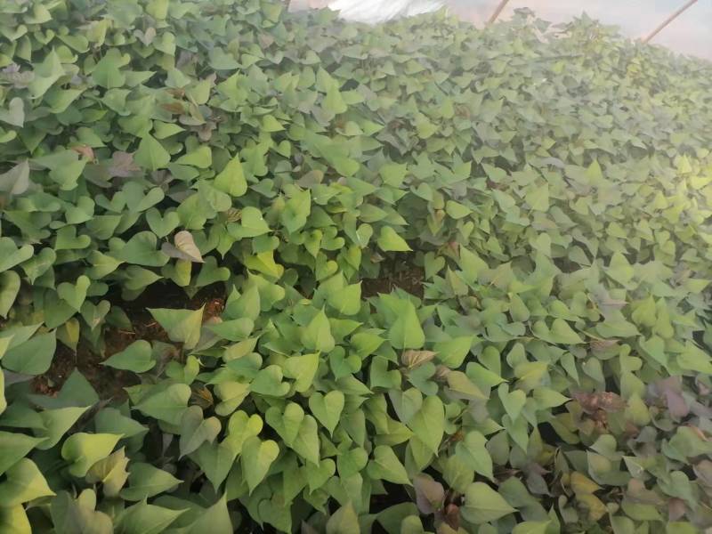 红薯苗，商薯19，西瓜红，济薯，烟薯，哈密，自家基地量大从优