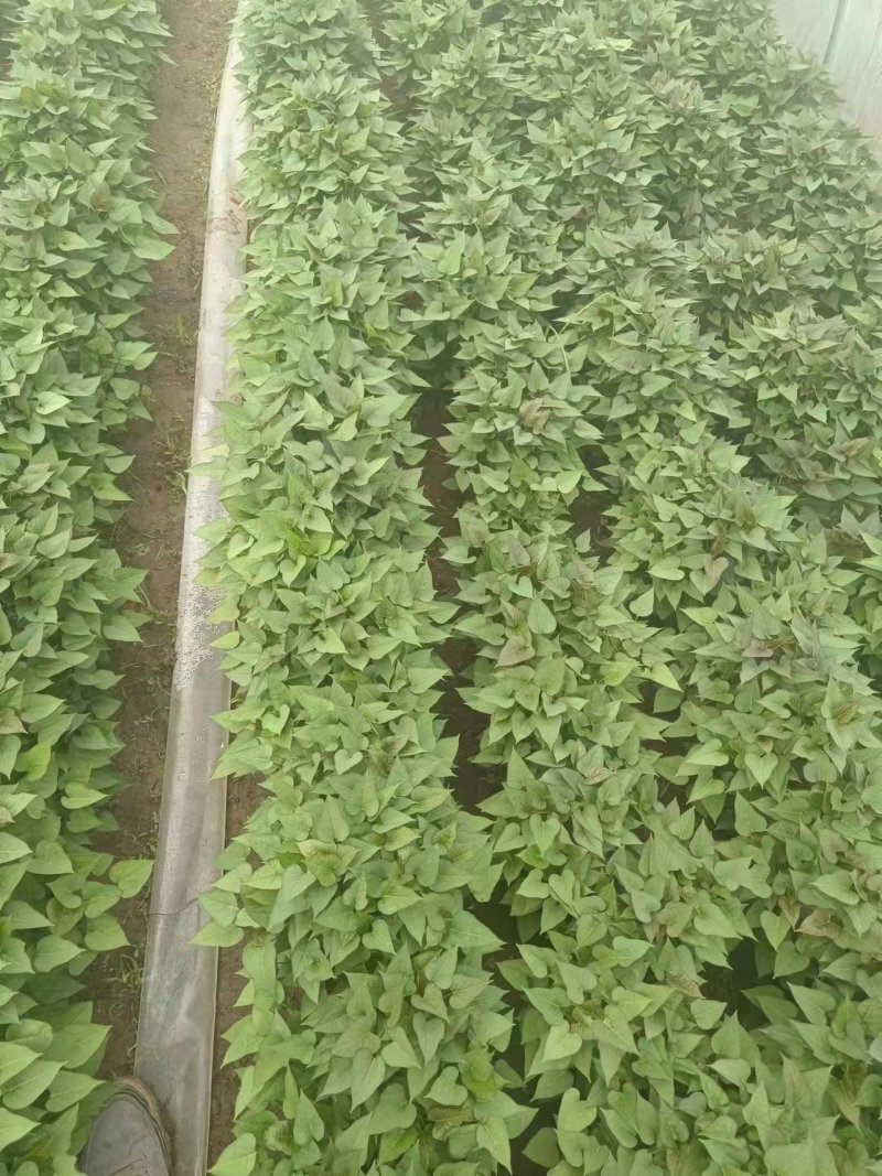 红薯苗，商薯19，西瓜红，济薯，烟薯，哈密，自家基地量大从优