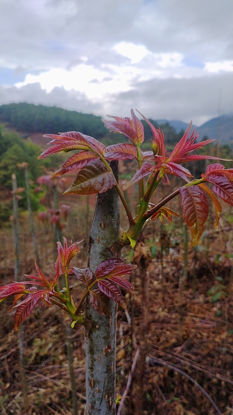冬椿五号红油香椿苗.一年四季都可以采摘.天天都有香椿吃！