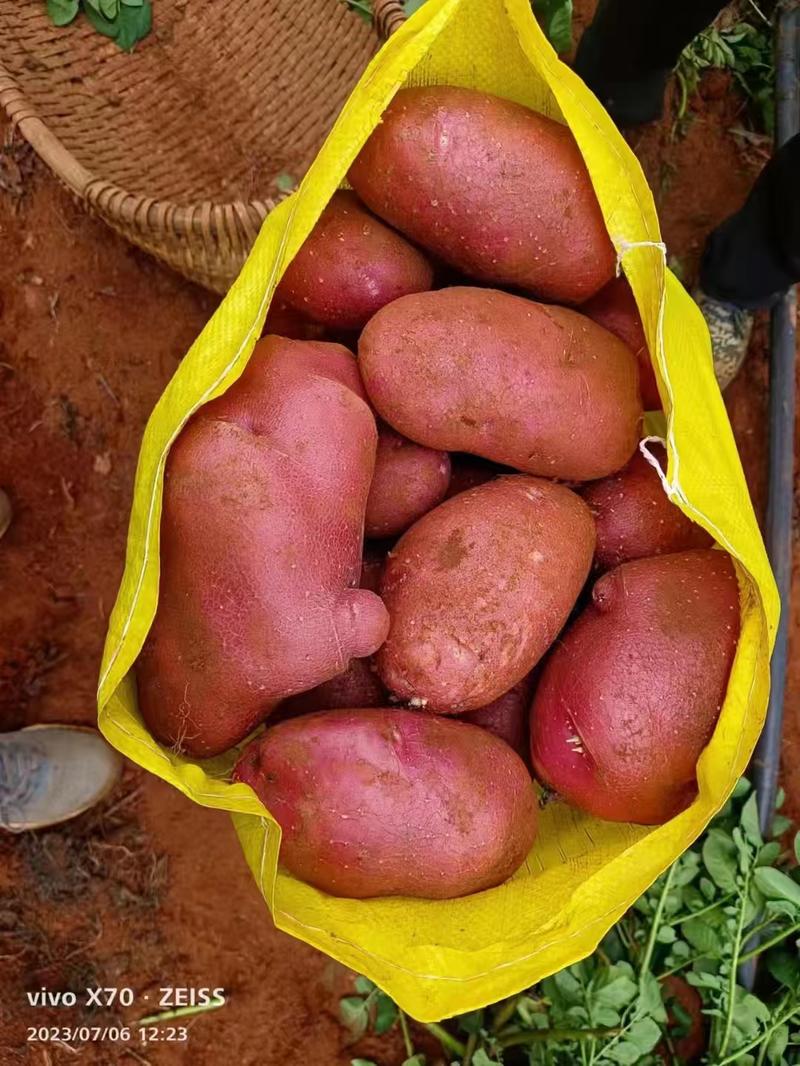 云南土豆青薯9号土豆品质保障全国发货欢迎电联