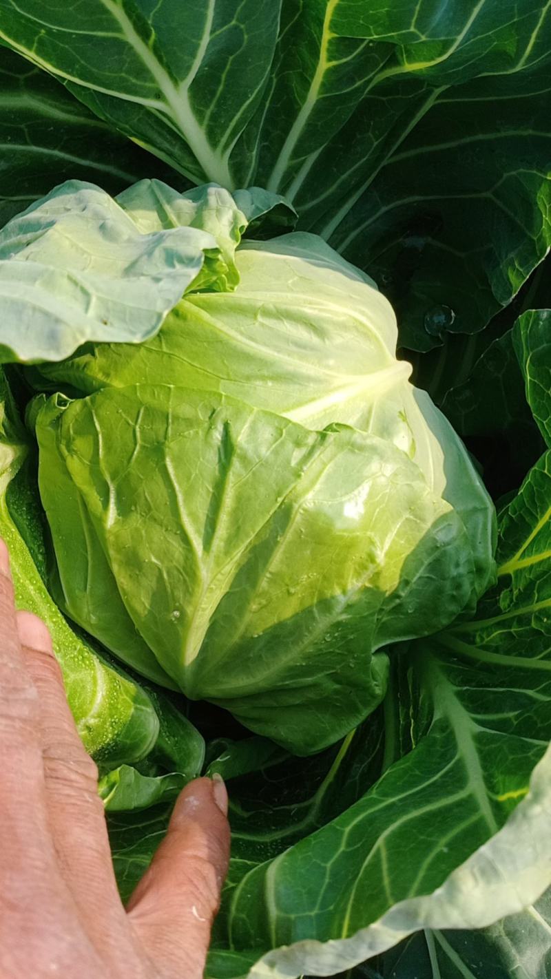 甘蓝圆白菜，包菜，河北沧州肃宁，农户自销