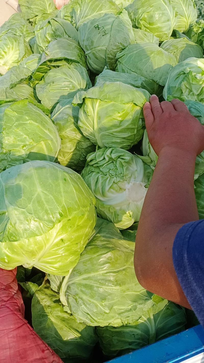甘蓝圆白菜，包菜，河北沧州肃宁，农户自销