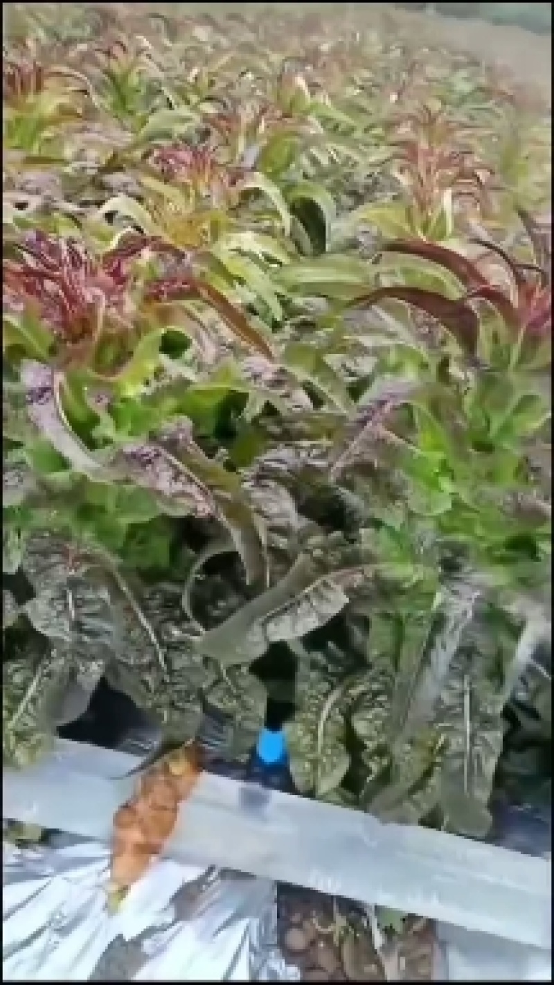 云南莴苣青皮莴笋质量保证，品种纯正，假一赔十
