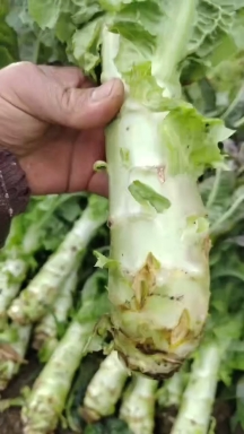 云南莴苣青皮莴笋质量保证，品种纯正，假一赔十