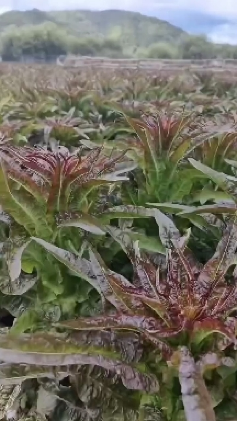 云南莴苣青皮莴笋质量保证，品种纯正，假一赔十