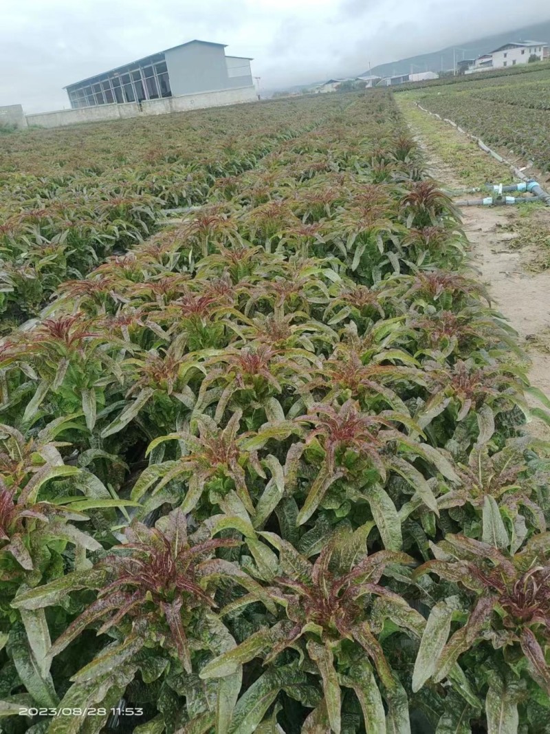 云南莴苣青皮莴笋质量保证，品种纯正，假一赔十