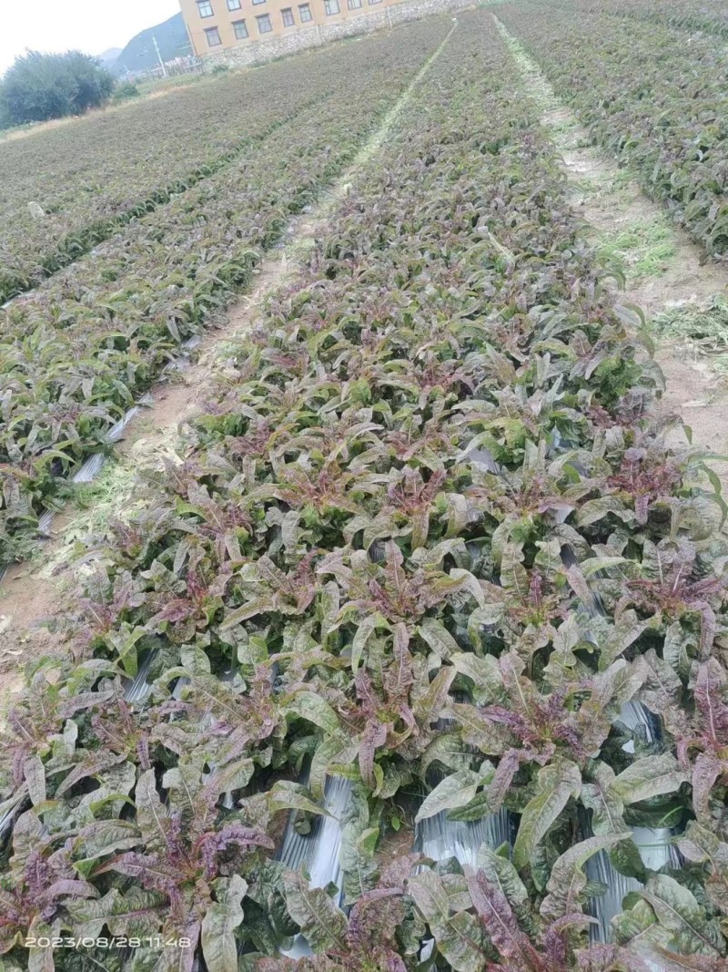 云南莴苣青皮莴笋质量保证，品种纯正，假一赔十