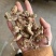 金蝉花保庆药业实拍带花金蝉花现货