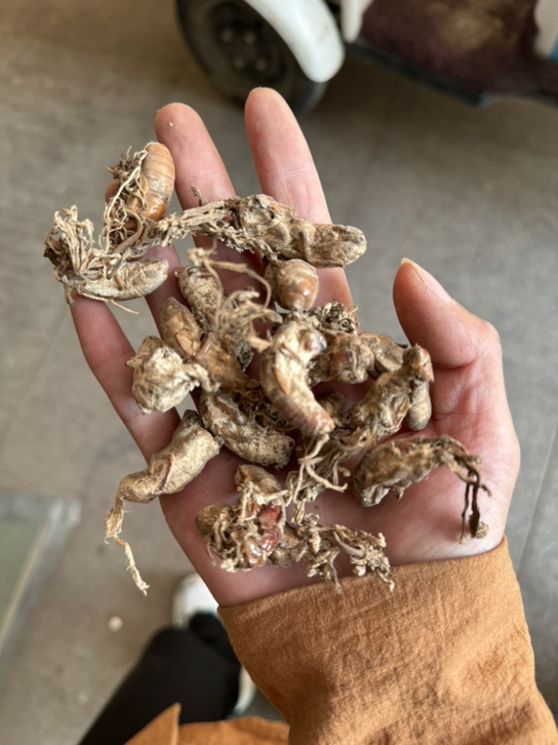 金蝉花保庆药业实拍带花金蝉花现货