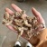 金蝉花保庆药业实拍带花金蝉花现货