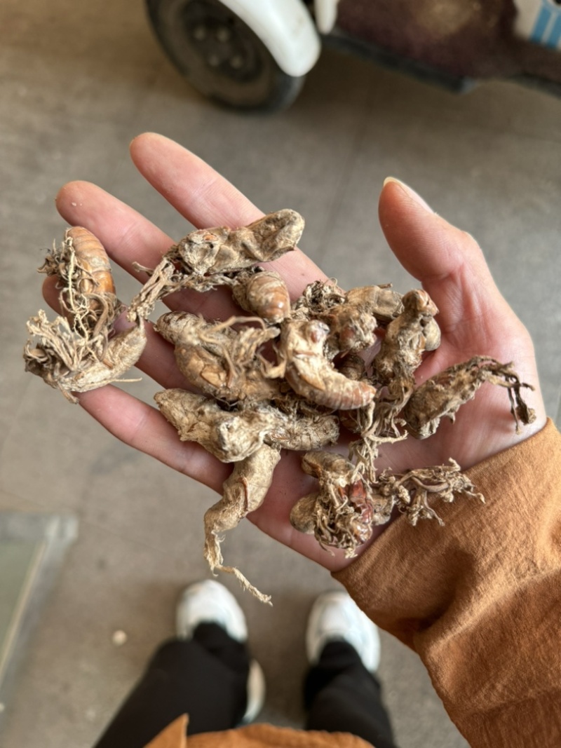 金蝉花保庆药业实拍带花金蝉花现货