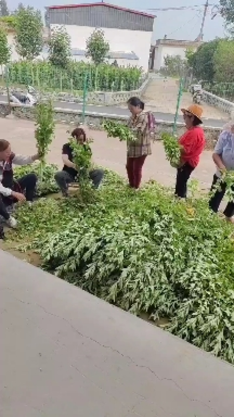 南阳宛艾大叶五节端午艾艾叶艾草