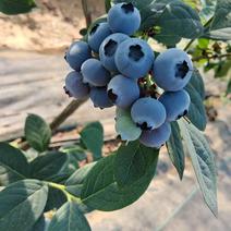 优质蓝莓奥尼尔薄雾EM蓝丰等等各种品种