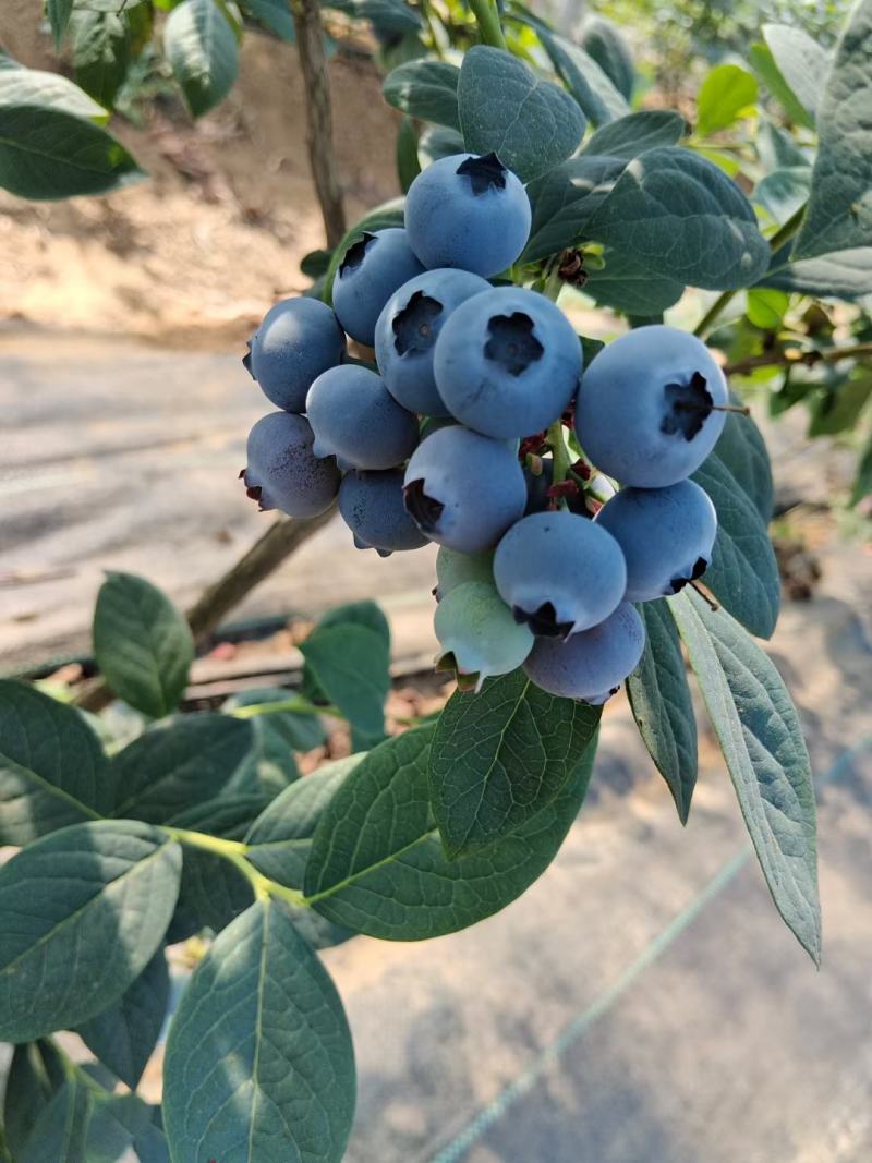 优质蓝莓奥尼尔薄雾EM蓝丰等等各种品种