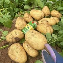 土豆辽宁绥中沃土实验一黄皮黄心土豆大量上市了个大型正