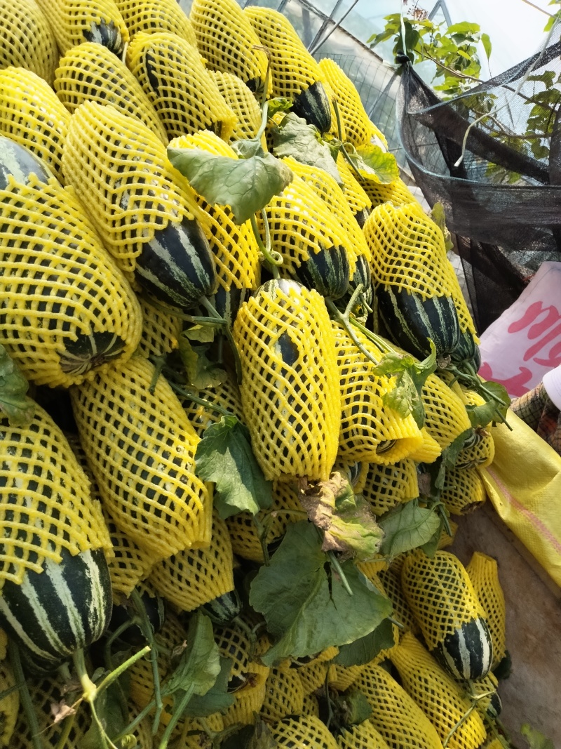 博洋