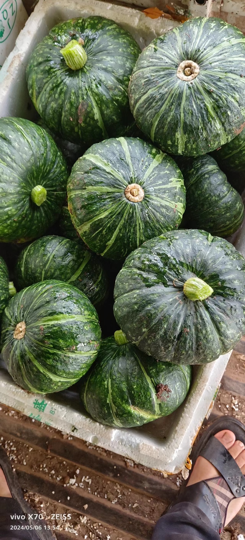板栗南瓜