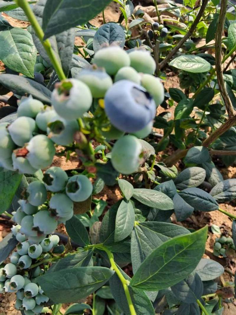 蓝丰EM奥尼尔蓝莓
