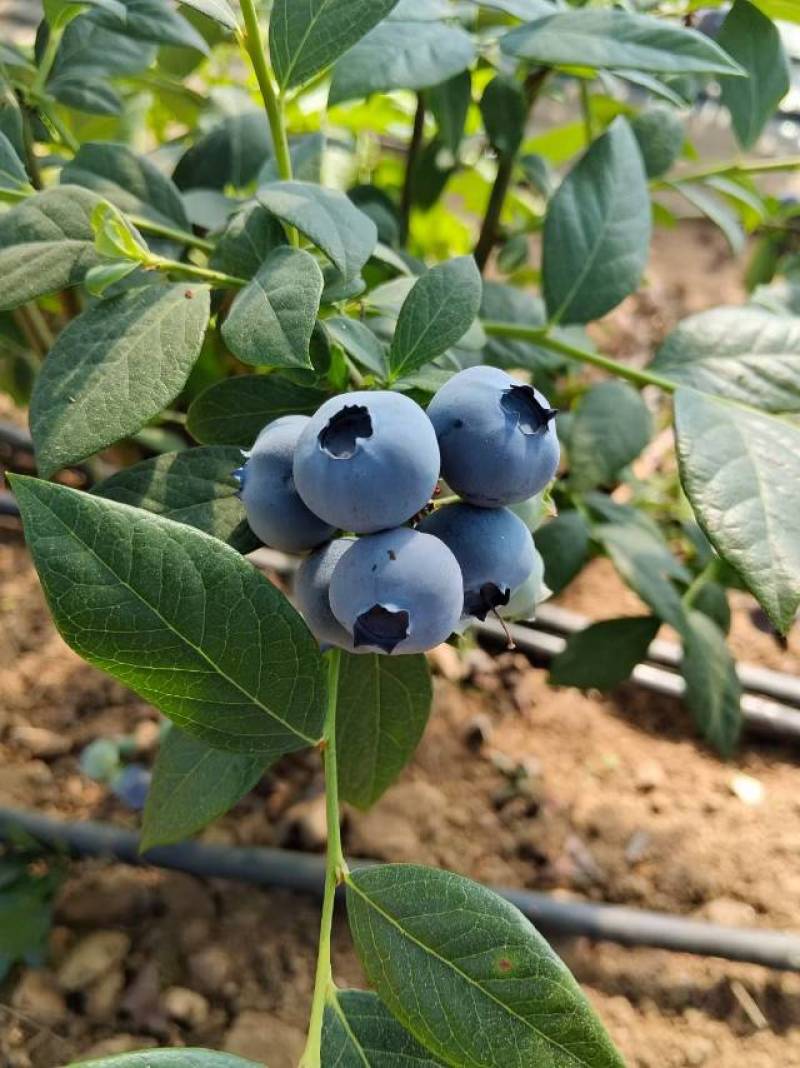 蓝丰EM奥尼尔蓝莓
