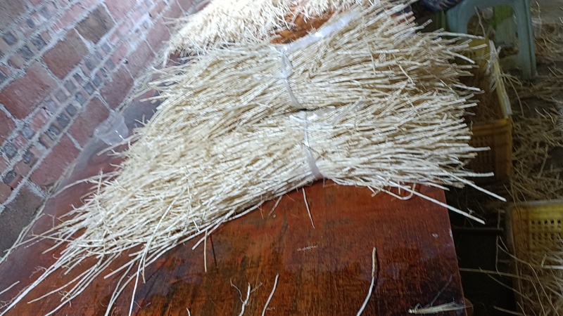产地直销白茅根