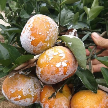 广西上林县优质茂谷柑