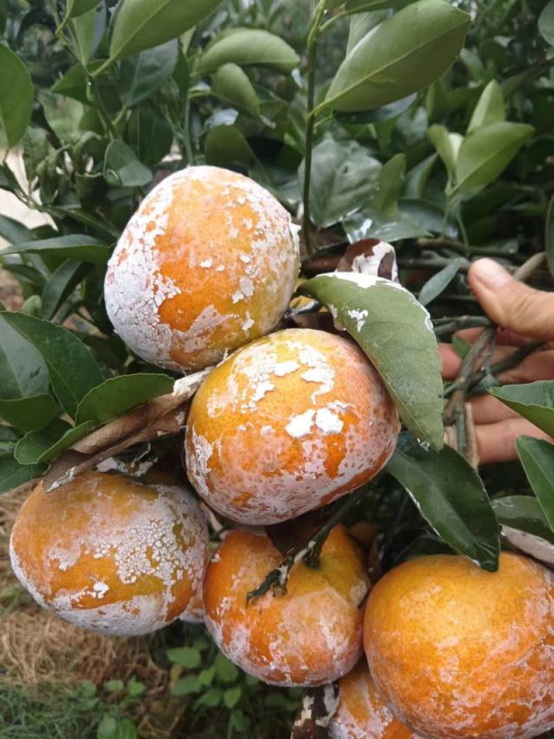 广西上林县优质茂谷柑