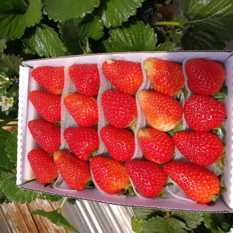 云南蒙特瑞夏草莓