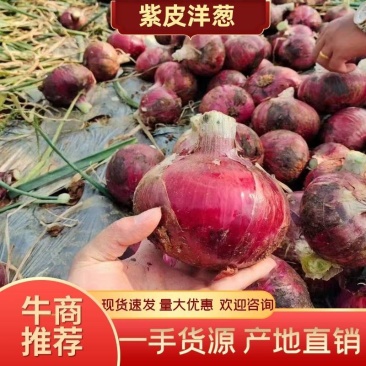 通许万亩紫皮洋葱二红皮洋葱大量供应产地直发