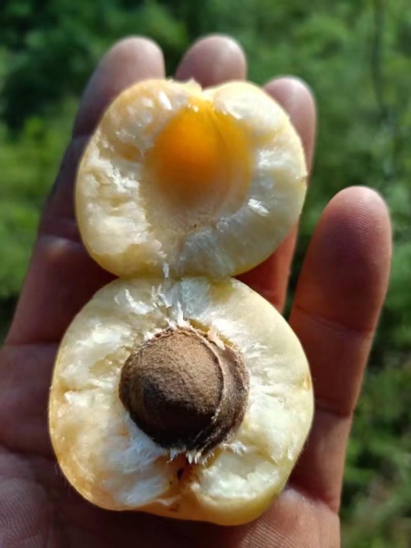 香白杏自然成熟一捏两开甜杏仁！五月底上市，