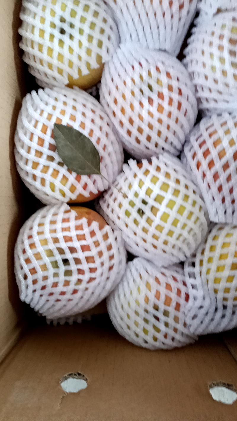 香白杏自然成熟一捏两开甜杏仁！五月底上市，