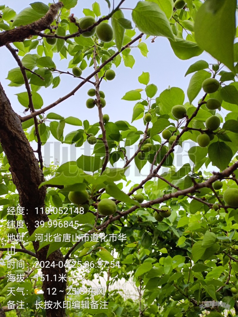 香白杏自然成熟一捏两开甜杏仁！五月底上市，