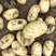 安徽精品黄心土豆，产地一手货源，价格便宜，诚信经营，欢迎