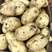 安徽精品黄心土豆，产地一手货源，价格便宜，诚信经营，欢迎